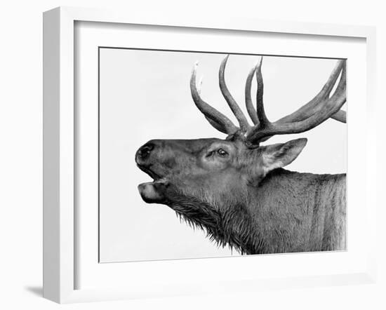 Deer-PhotoINC-Framed Photographic Print