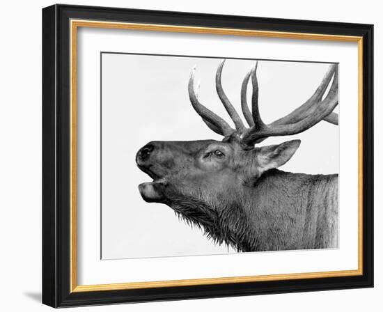 Deer-PhotoINC-Framed Photographic Print