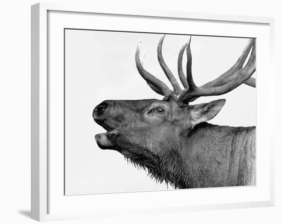 Deer-PhotoINC-Framed Art Print