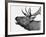 Deer-PhotoINC-Framed Art Print