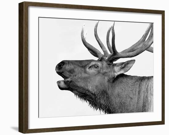 Deer-PhotoINC-Framed Art Print