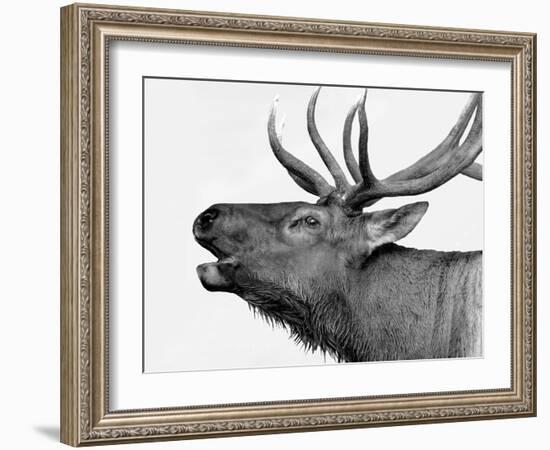 Deer-PhotoINC-Framed Art Print