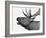 Deer-PhotoINC-Framed Art Print