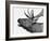 Deer-PhotoINC-Framed Art Print