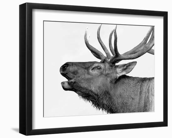 Deer-PhotoINC-Framed Art Print