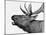 Deer-PhotoINC-Mounted Art Print