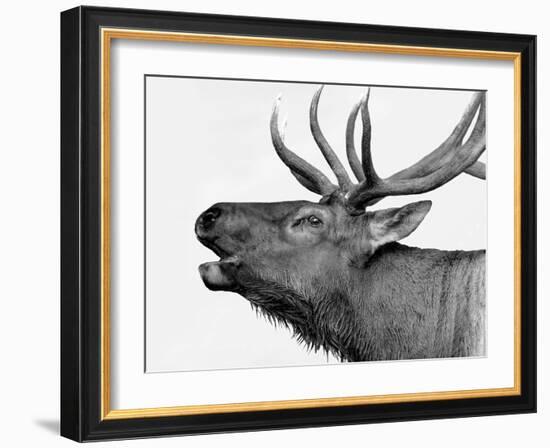 Deer-PhotoINC-Framed Art Print