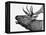 Deer-PhotoINC-Framed Stretched Canvas