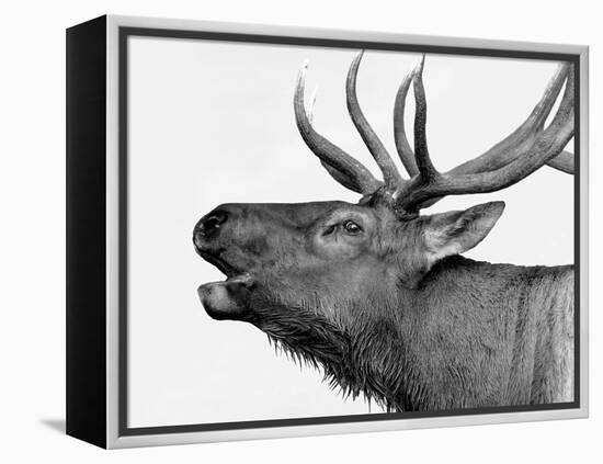 Deer-PhotoINC-Framed Stretched Canvas