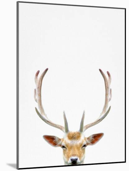 Deer-Tai Prints-Mounted Photographic Print