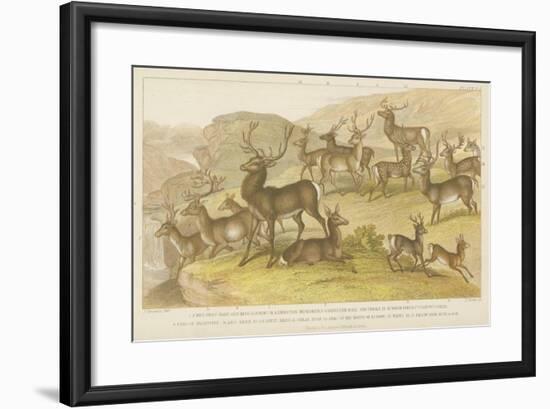 Deer-null-Framed Giclee Print