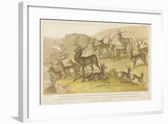 Deer-null-Framed Giclee Print