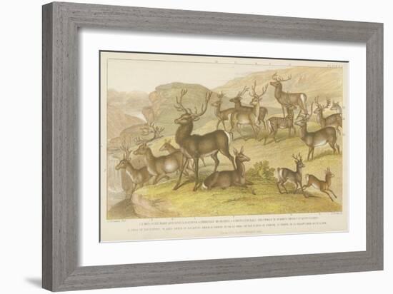 Deer-null-Framed Giclee Print
