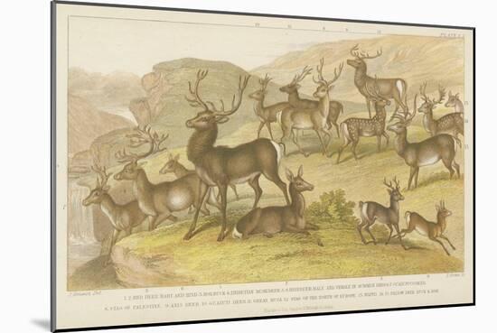 Deer-null-Mounted Giclee Print