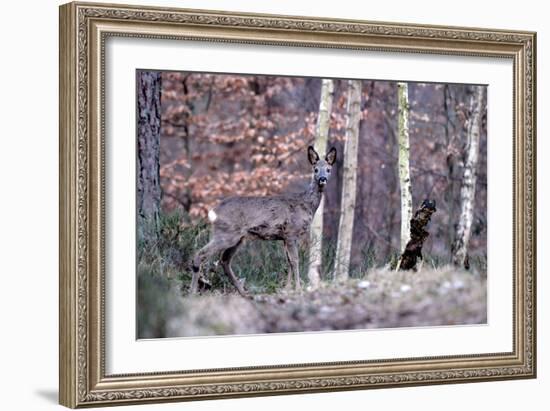 Deers in Spring-Reiner Bernhardt-Framed Photographic Print