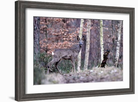 Deers in Spring-Reiner Bernhardt-Framed Photographic Print