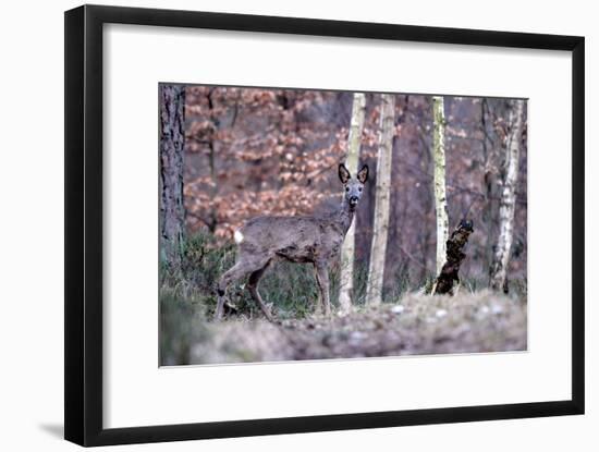 Deers in Spring-Reiner Bernhardt-Framed Photographic Print