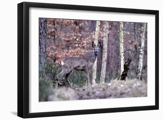 Deers in Spring-Reiner Bernhardt-Framed Photographic Print