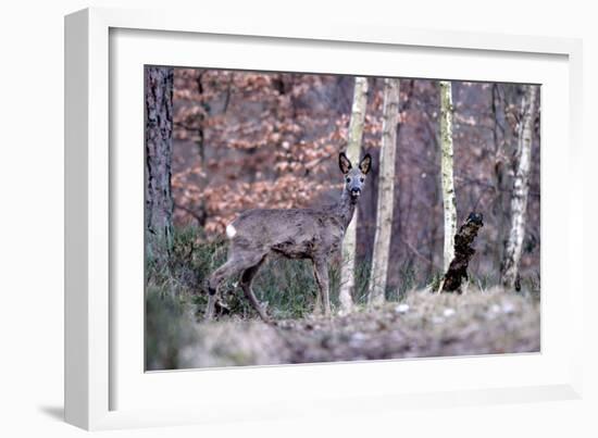 Deers in Spring-Reiner Bernhardt-Framed Photographic Print