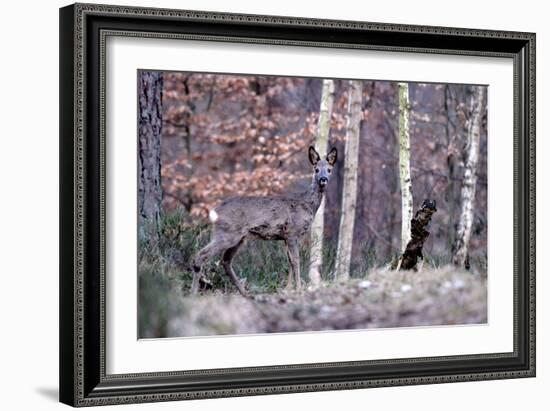 Deers in Spring-Reiner Bernhardt-Framed Photographic Print