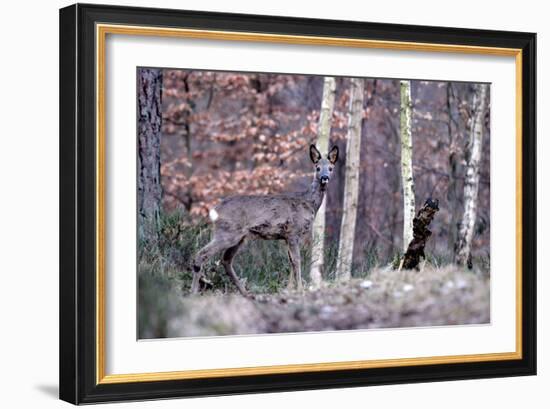 Deers in Spring-Reiner Bernhardt-Framed Photographic Print