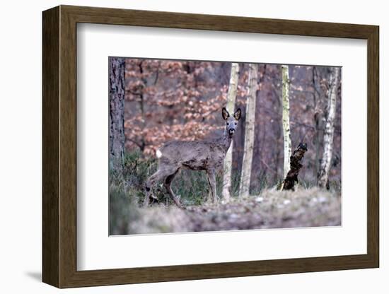 Deers in Spring-Reiner Bernhardt-Framed Photographic Print