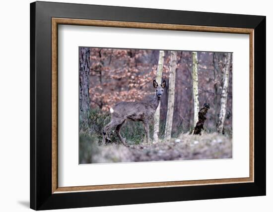 Deers in Spring-Reiner Bernhardt-Framed Photographic Print