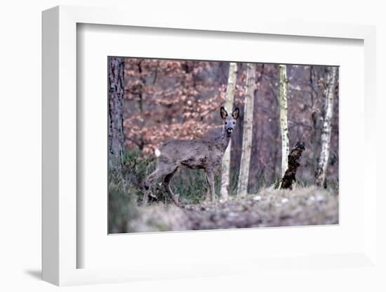 Deers in Spring-Reiner Bernhardt-Framed Photographic Print