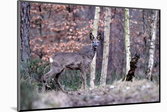 Deers in Spring-Reiner Bernhardt-Mounted Photographic Print