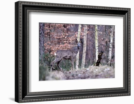 Deers in Spring-Reiner Bernhardt-Framed Photographic Print