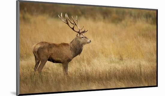 Deerscape-Mark Bridger-Mounted Art Print