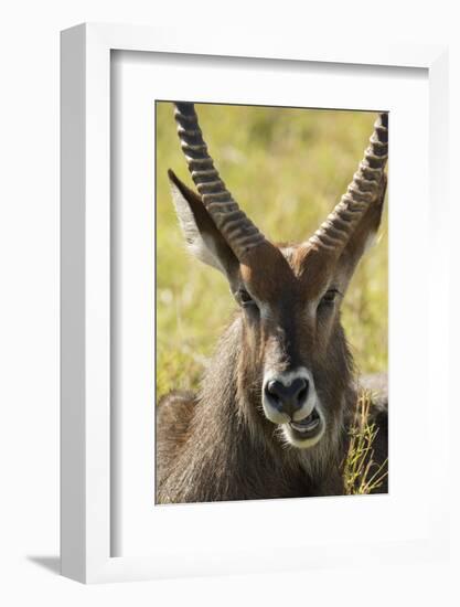 Defassa Waterbuck Face Detail-Joe McDonald-Framed Photographic Print