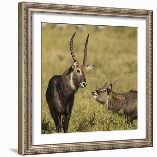 Defassa Waterbuck Pair-Joe McDonald-Framed Photographic Print