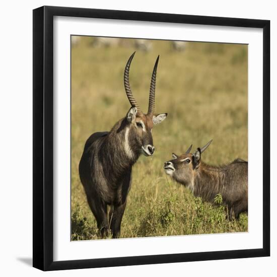 Defassa Waterbuck Pair-Joe McDonald-Framed Photographic Print