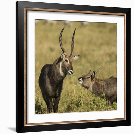 Defassa Waterbuck Pair-Joe McDonald-Framed Photographic Print