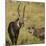 Defassa Waterbuck Pair-Joe McDonald-Mounted Photographic Print