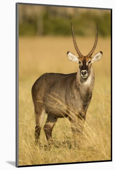 Defassa Waterbuck Portrait-Joe McDonald-Mounted Photographic Print