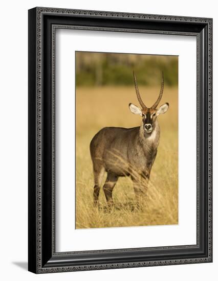 Defassa Waterbuck Portrait-Joe McDonald-Framed Photographic Print