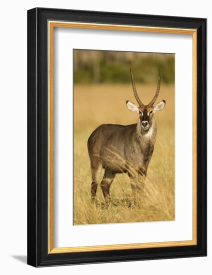 Defassa Waterbuck Portrait-Joe McDonald-Framed Photographic Print