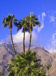 Palm Trees with San Jacinto Peak in Background, Palm Springs, California, USA-DeFreitas Michael-Photographic Print