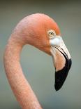 Pink Flamingo in Curacao, Netherlands Antilles, Caribbean, Central America-DeFreitas Michael-Framed Photographic Print