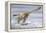 Deinonychus Antirrhopus Preys on a Fish-null-Framed Stretched Canvas