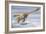 Deinonychus Antirrhopus Preys on a Fish-null-Framed Art Print