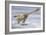 Deinonychus Antirrhopus Preys on a Fish-null-Framed Art Print