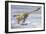 Deinonychus Antirrhopus Preys on a Fish-null-Framed Art Print