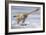 Deinonychus Antirrhopus Preys on a Fish-null-Framed Art Print