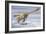 Deinonychus Antirrhopus Preys on a Fish-null-Framed Art Print