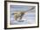 Deinonychus Antirrhopus Preys on a Fish-null-Framed Art Print