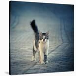 Little One-Dejan Ilijic-Framed Photographic Print