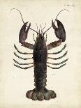 Vintage Horseshoe Crab-DeKay-Mounted Art Print